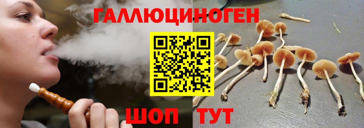 Гусев  Псилоцибиновые грибы Psilocybine cubensis  Вход с VPN 